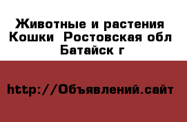 Животные и растения Кошки. Ростовская обл.,Батайск г.